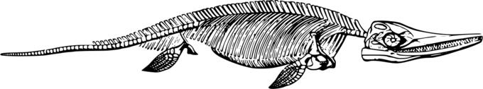 Ichthyosaurus skeleton