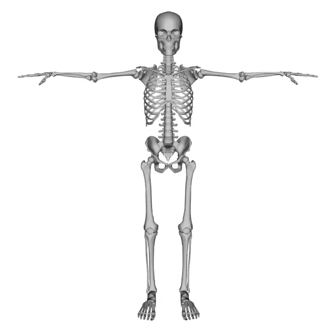 Skeleton figure