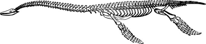 Plesiosaurus skeleton