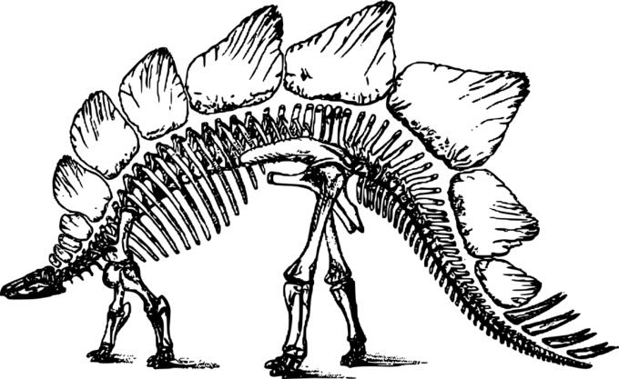 Stegosaurus skeleton