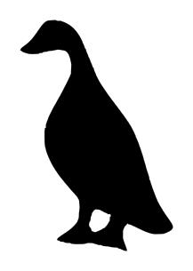 Standing duck