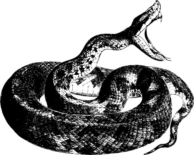 Attacking snake