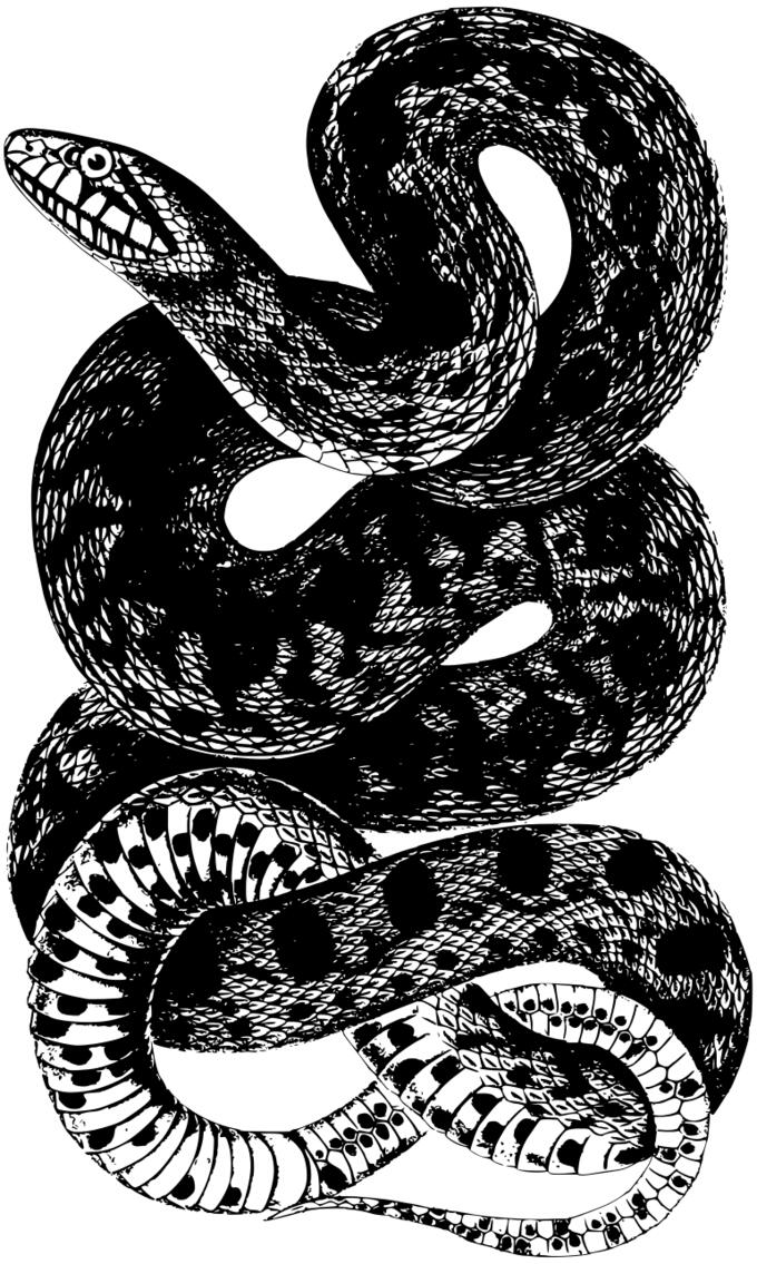 Wrapped snakes