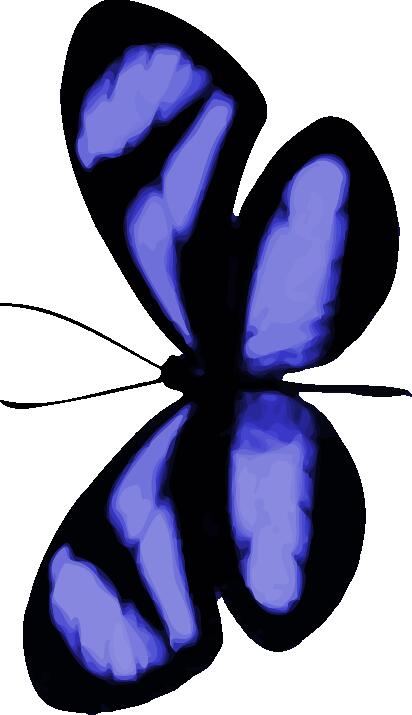 Bluish butterfly