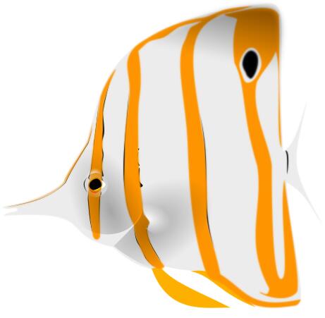 Butterfly fish