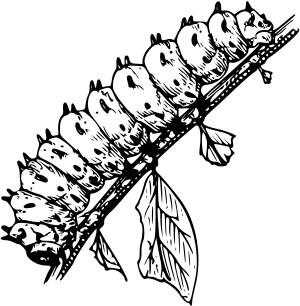 Caterpillar on branch