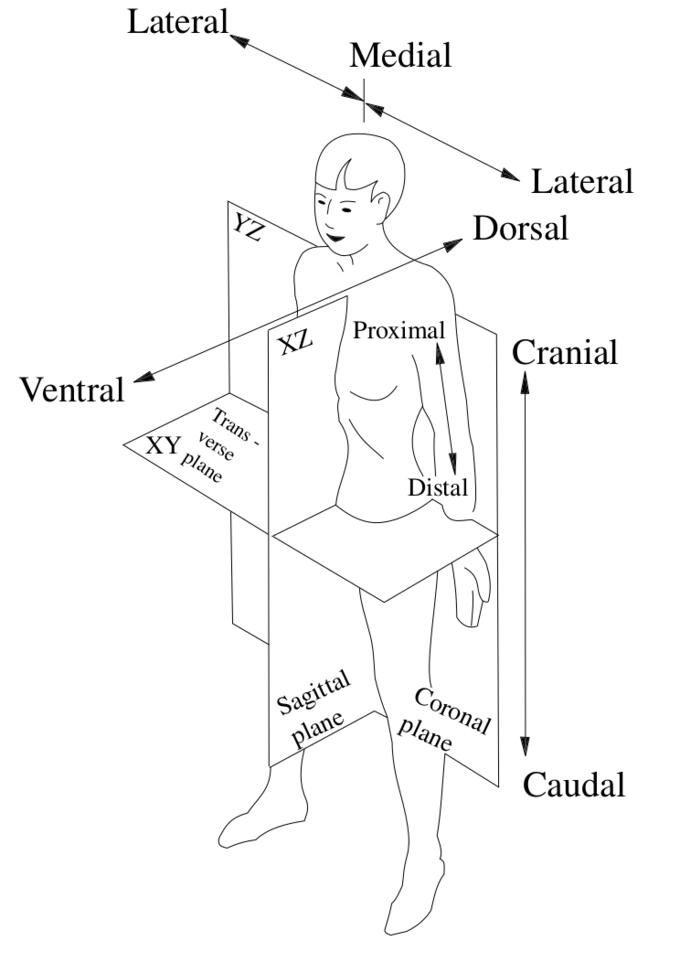 Body plan