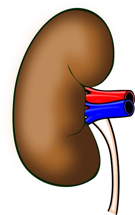 Kidney