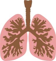 Lungs and bronchus