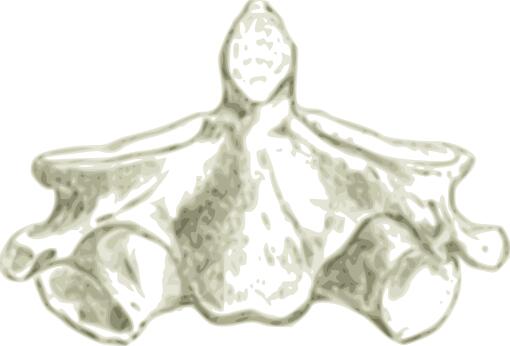 Cervical spine