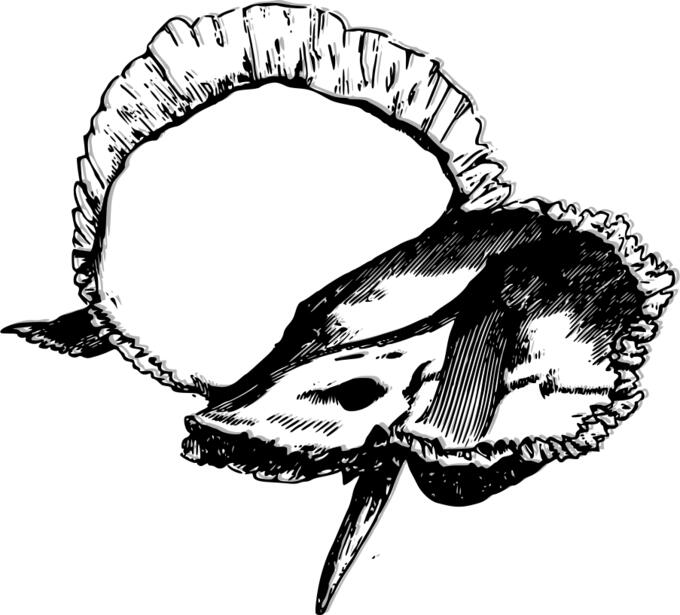 Temporal bone image