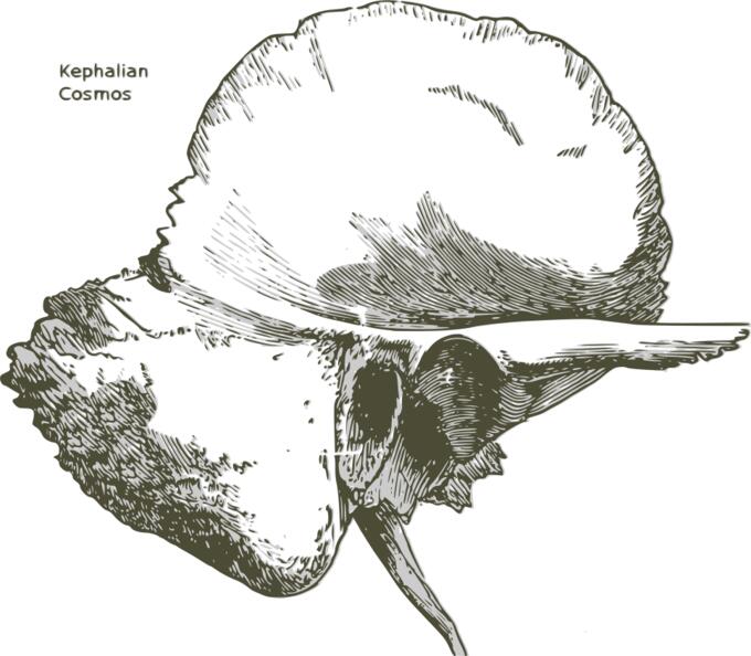 Temporal bone