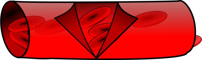 Blood vessel