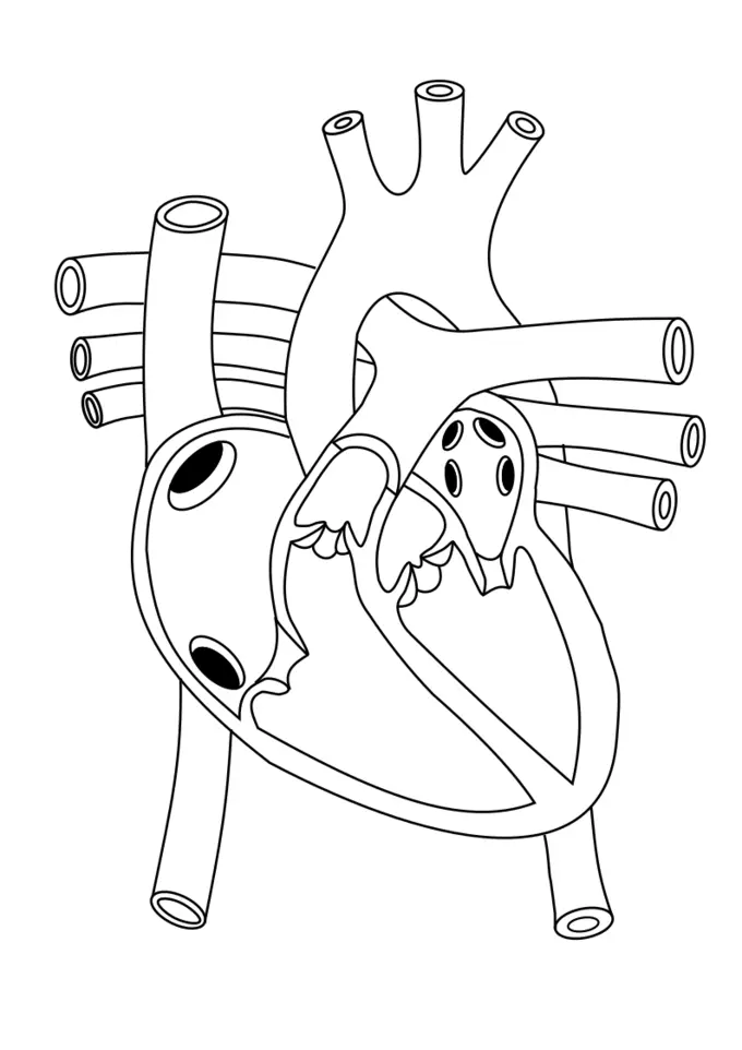 Human heart image