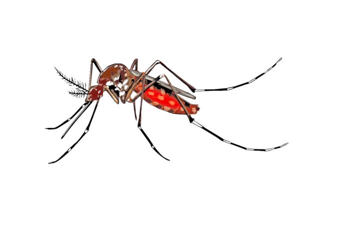 Mosquito image