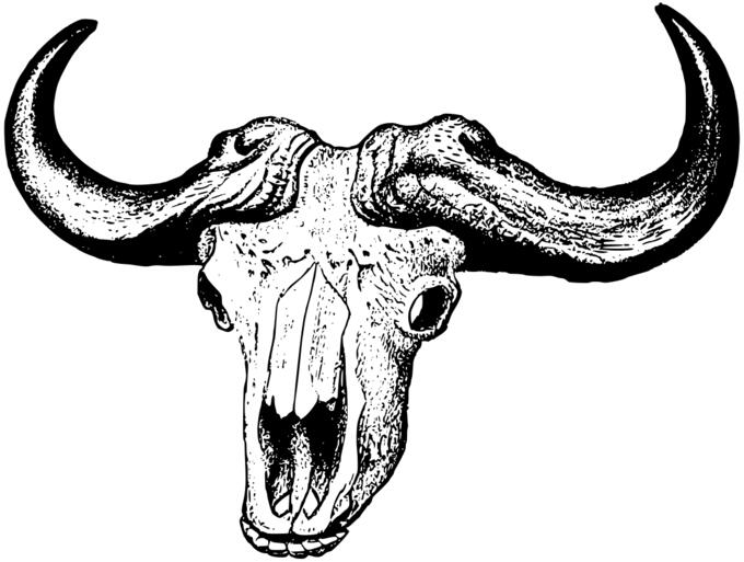 Buffalo skull