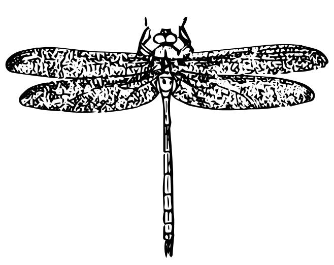 Dragonfly illustration