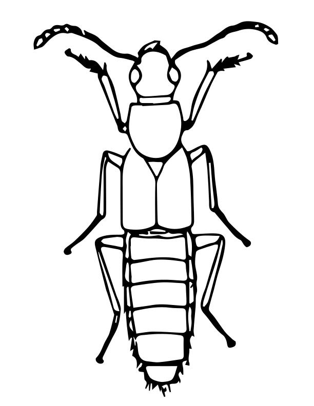 Rove beetle