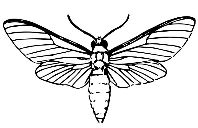 Moth drawing