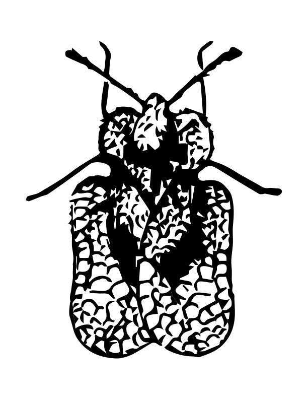 Lace bug