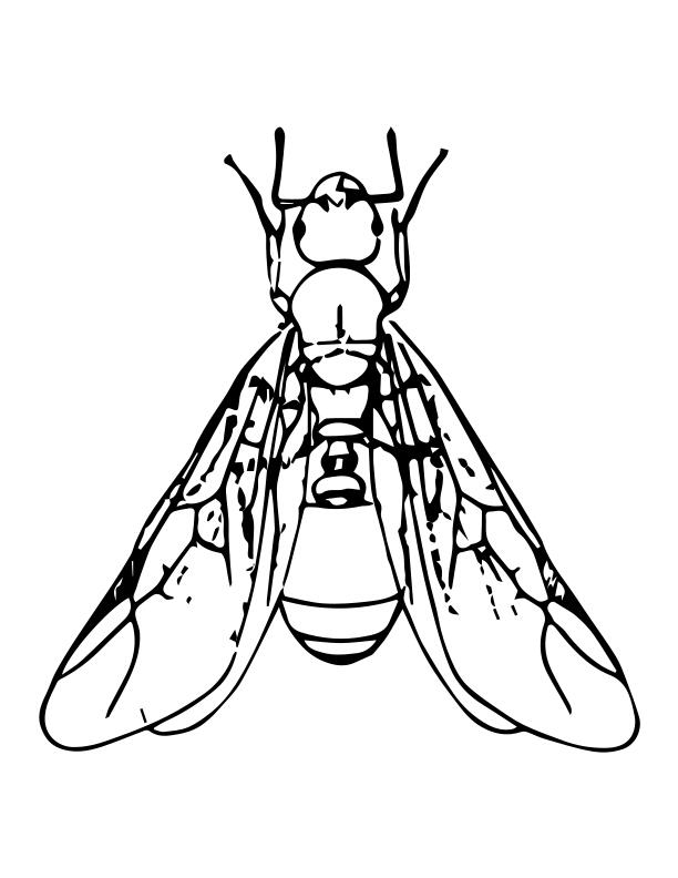 Winged ant