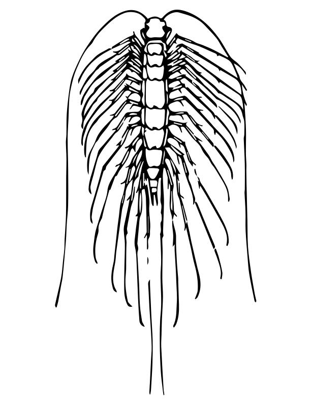 Centipede