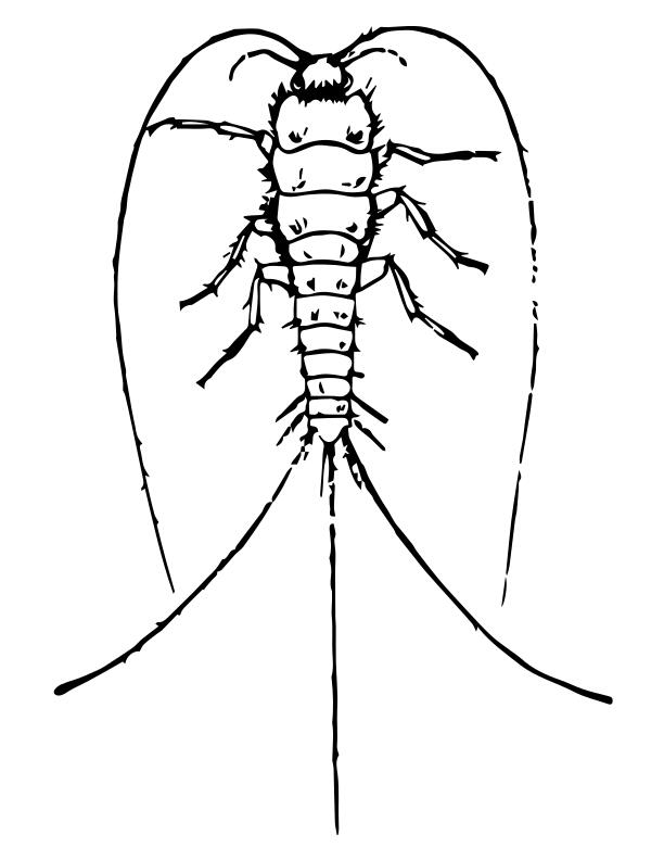 Silverfish