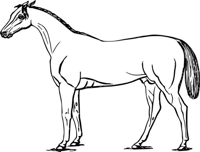 Horse vector drawing