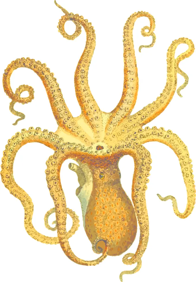 Octopus Illustration