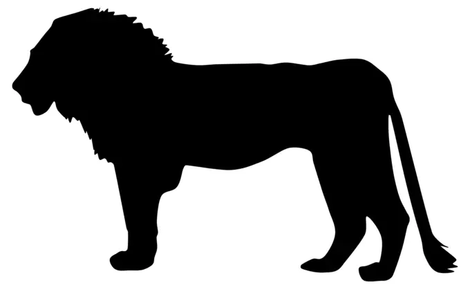 Silhouette of lion