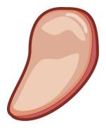 Meat