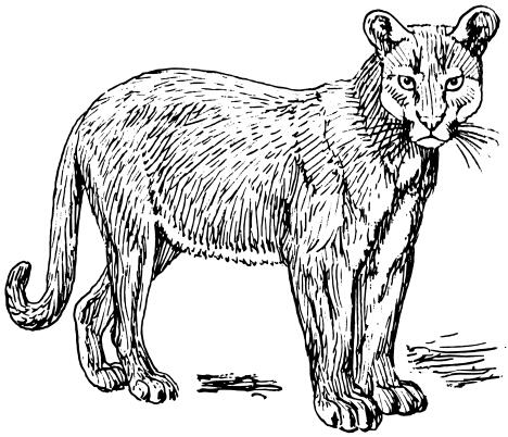 Puma