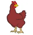 Red chicken