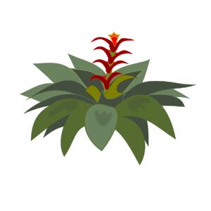 Blossomed bromelia