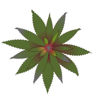 Green flower Bromelia