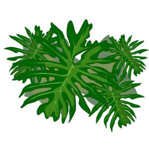 Philodendron plant