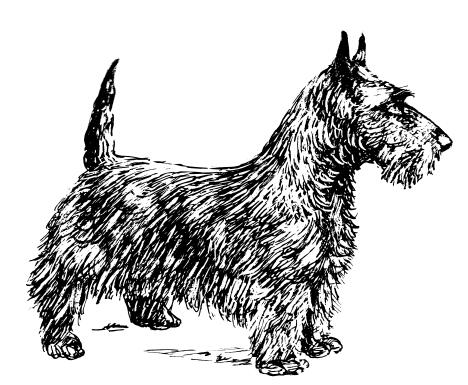 Scotch terrier
