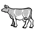 Cow image from coloring book