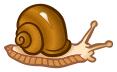 Colored snail