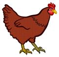 Red hen