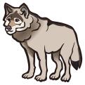 Gray wolf