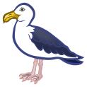 Sea gull