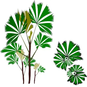 Tropical evergreen tree