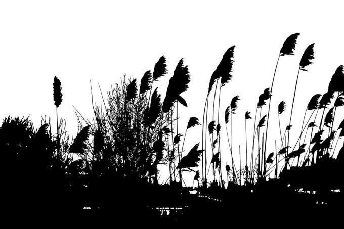 Reeds Silhouette