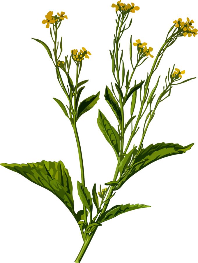 Mustard plant