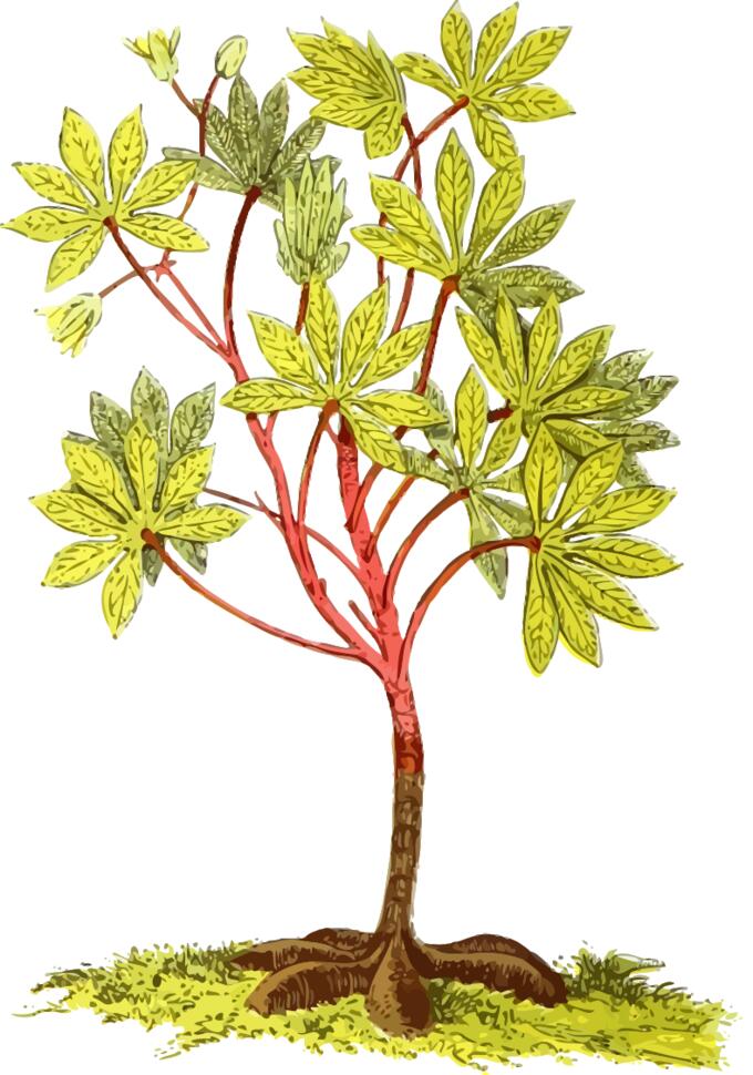 Cassava plant