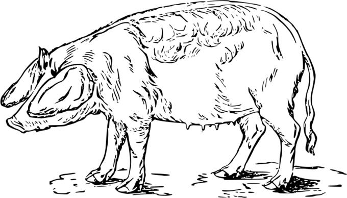 Drawing of a pig