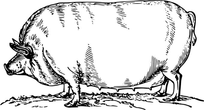 Fat pig