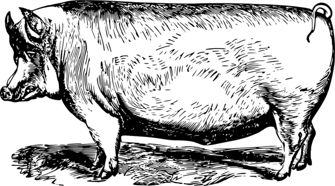 Suffolk pig