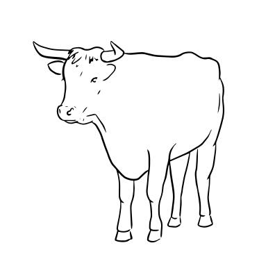 Male bovine animal